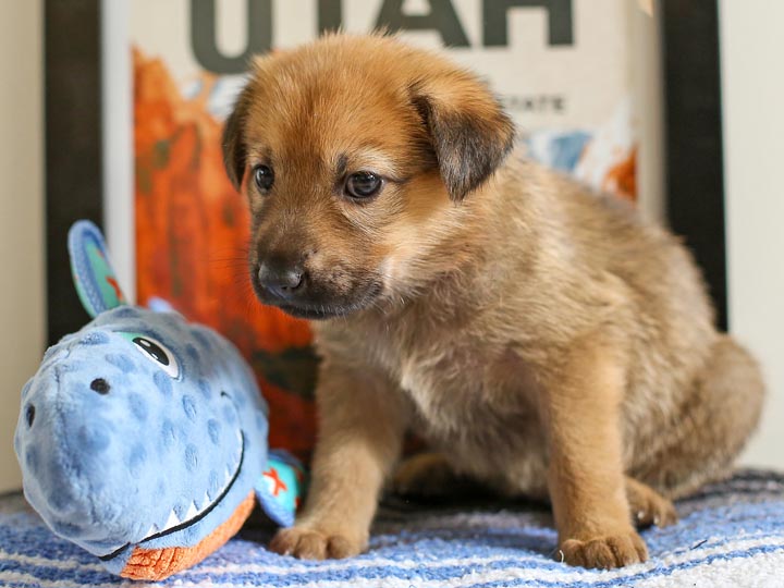 chinook puppy